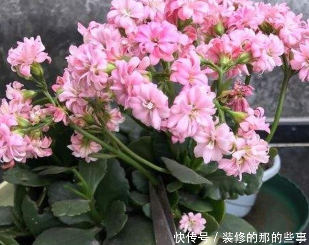  「新枝」长寿花开完花，马上给它做3件事，新枝长得更旺