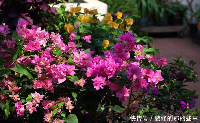  『催花』养三角梅，3个催花小手段要知道，花量猛增，一开就是大半年！