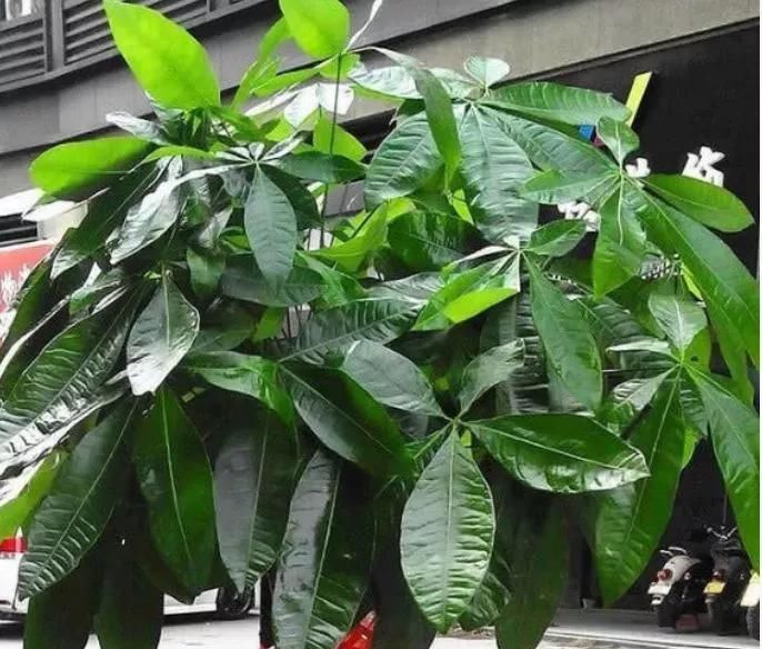  「玉果」发财树开“金花”，还能结“玉果”，沾土就发芽，轻松繁殖20盆