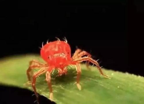 刺吸害虫真可恶，骚扰我家阳台上的花，看我如何治你！