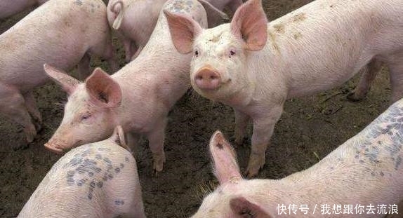  [养殖场]2019年，农村禁养新规，这3类已被列入禁养范围，农民要