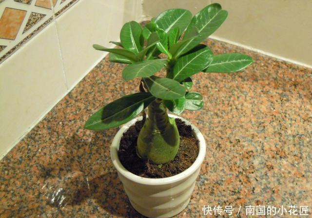 生存|沙漠也有花开,家养一盆沙漠盆景,看沙漠风情