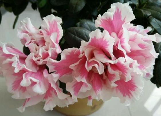  花开满■都说杜鹃花难养，4个养护妙招，不掉一片叶，花开满枝又旺盛