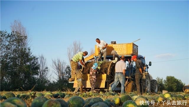  [成熟]新疆的西瓜成熟了，大型机器直接开到田地里收瓜