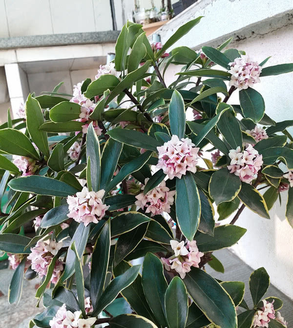  盆栽：最香的盆栽花卉，花开一朵能“香飘十里”，颜值“爆表”还能做盆景！