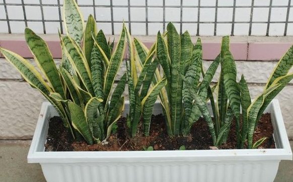 便宜:这3种“植物”再便宜也别买,“剪”下一根枝,就能“栽一盆”!