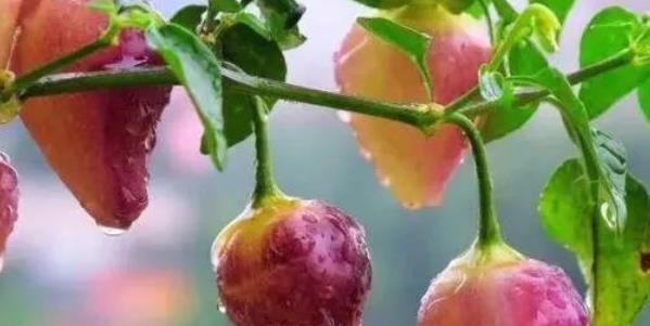 辣椒■养花太单调,不如在阳台种上彩色吧,万一你会爱上这植物呢