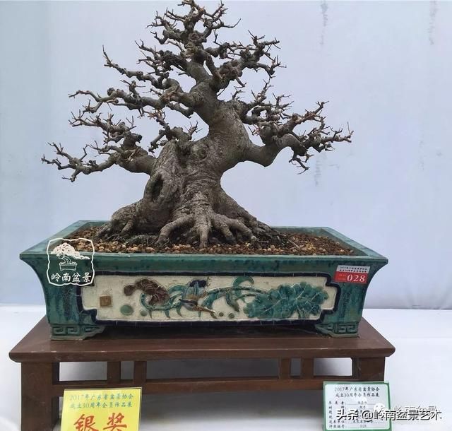 红牛盆景,牛气冲天!