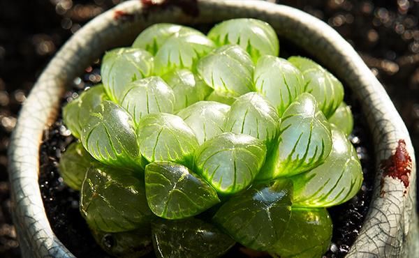  『品种』水灵灵的多肉植物-玉露的品种和图片欣赏