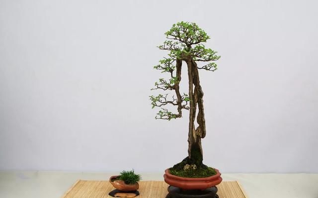  小品组合@微盆景展获奖作品精选，一起来养养眼