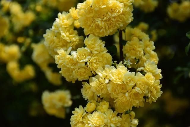 麻叶绣线:春花含情付春光,蔷薇园里漫芬芳