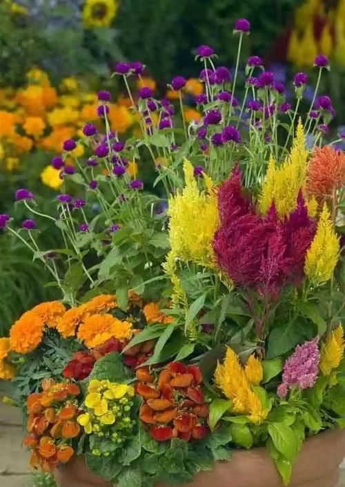  「开花旺盛」花色特鲜艳的鸡冠花，几个品种养一起就能变小花坛