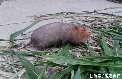 养殖什么能赚钱，这4种“动物”不会让你失望，且成本低容易养活
