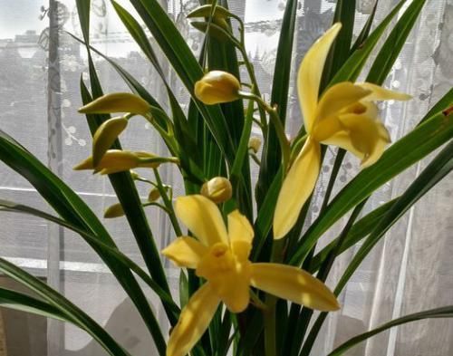  【家里】这些花超级好养活，养在客厅家里香喷喷，一养就爆盆