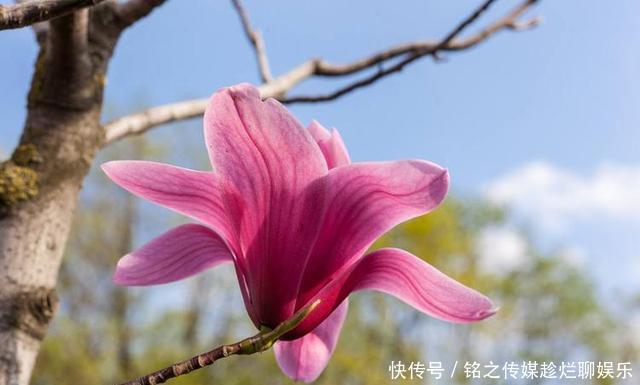  『漂亮』拍花，用天空做背景，简单又漂亮