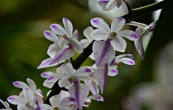  『花开满』养好“指甲兰”，顿顿不缺“它”，花儿旺、花色艳，花开满四季