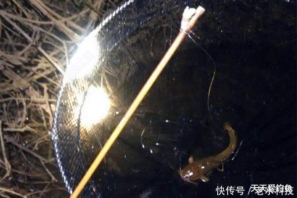 『鲶鱼』民间野钓狠招数:夏季插杆夜钓鲶鱼技巧,这是最简单的鲶鱼钓法!