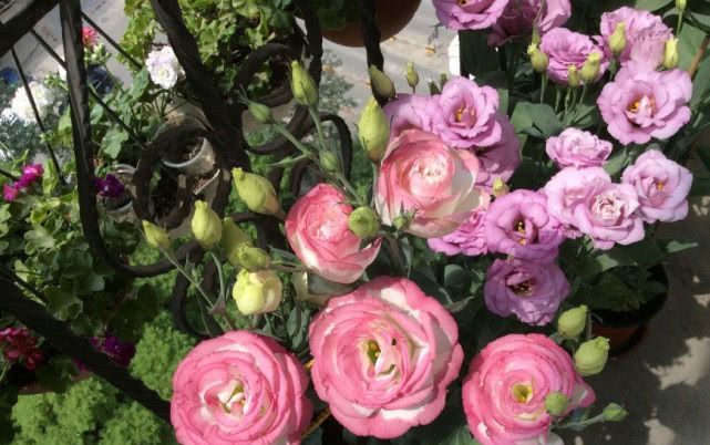  「玫瑰」最好看的盆栽草花，花朵漂亮似玫瑰，花期长养护也简单