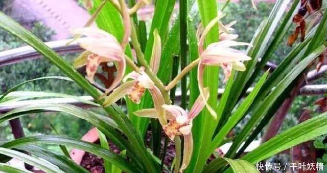 「花芽分化」兰花最怕“什么肥”,牢记3要点,受益无穷