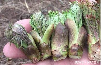 它被誉为“天下第一山珍”，农民有就砍掉，现在依然很抢手