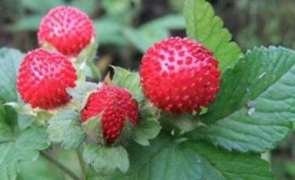  「草莓」农村田边的一种“小草莓”，30年前小孩天天吃，城里人