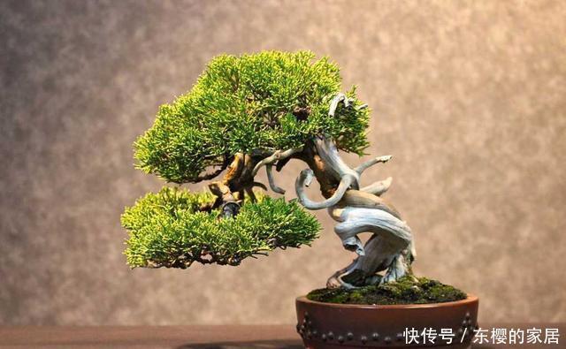 摆在|这3种花大气充满力量感,摆在客厅适当位置,满满的家庭幸福感