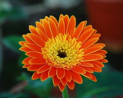  『艳丽』养护“非洲菊”，学会几点，非洲菊的花朵硕大花色艳丽