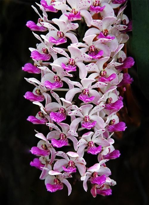 「艳丽」指甲兰花开艳丽,花朵成序状,艳丽大气使人喜欢