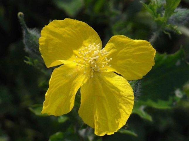 农村一种草，被誉为“神草”，夏天驱蚊不输蚊香，你认识吗？