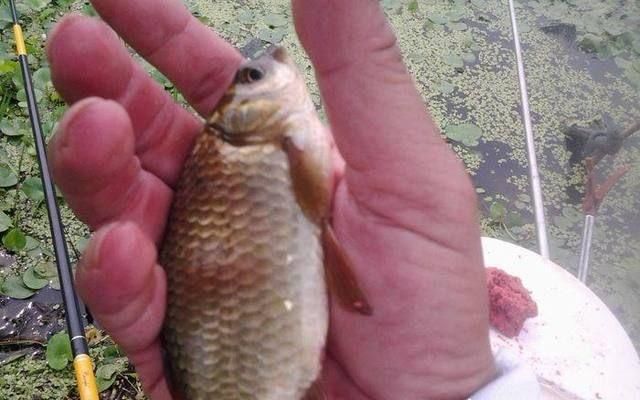  浮漂■浮萍下钓鲫鱼的方法与钓具，钓鲫鱼爆护就靠它了