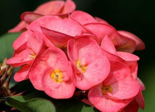  #扦插#这些小花太美养在小院，随便插进土就能活，花香飘飘，清凉舒爽