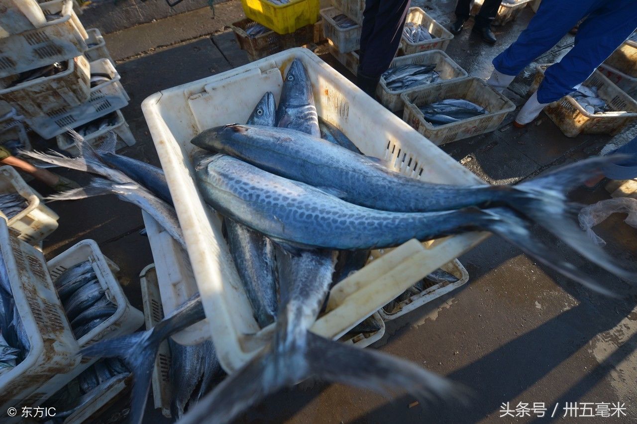 金九銀十 青島有種集體炫富叫開海 鮁魚一條16斤真誘人 雪花新闻