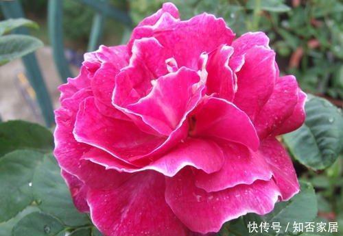  『漂亮』春天养花首选“它”，好养长得快，漂亮又芳香，2年长成一片花海
