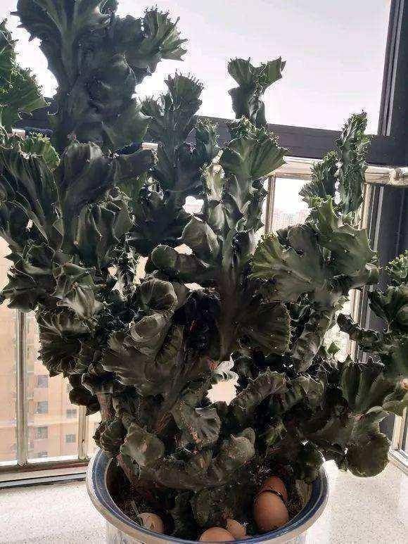  样子|聪明人养这2种盆景，样子不招喜欢，寓意却极好，净化空气效果好