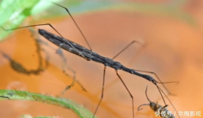  #水上漂#农村水池上会“水上漂”的虫子，是什么？害虫还是益虫