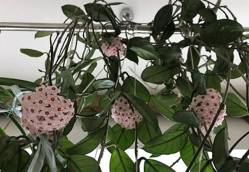 『晶莹』喜欢菊花,就养盆“菊中精品”绿牡丹,晶莹碧绿,淡雅优美