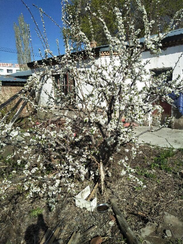  「李子树」院子里的李子树开花了，又让我想起了后院的邻居