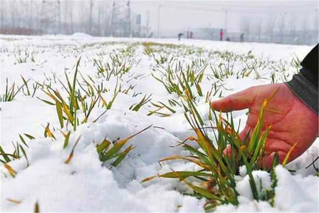 俗语：大寒地不冻，惊蛰地不开，啥意思？今年有没有“倒春寒”？