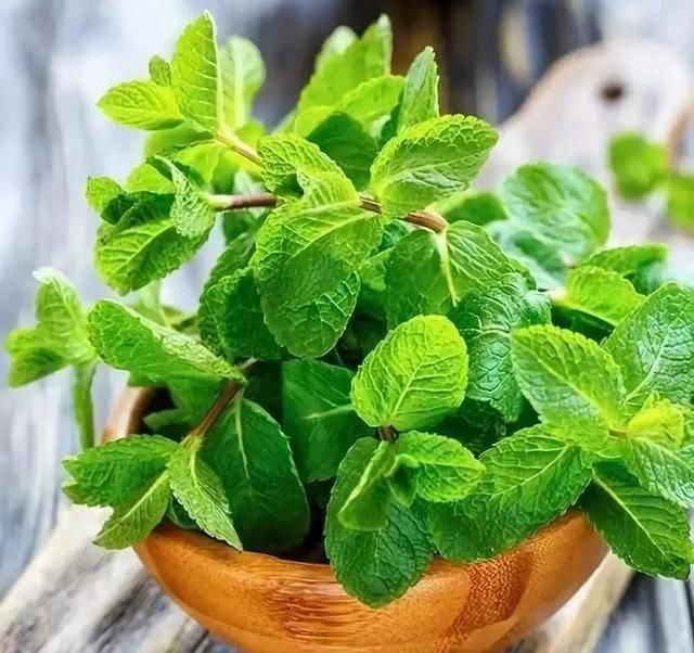 「植物」厨房油烟太大了?放几盆植物,效果超好!