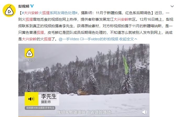 大兴安岭出现火狐狸