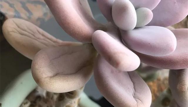 『图片作者』养花技巧:多肉缺水信号,看到就浇水,杜绝旱死、烂根!