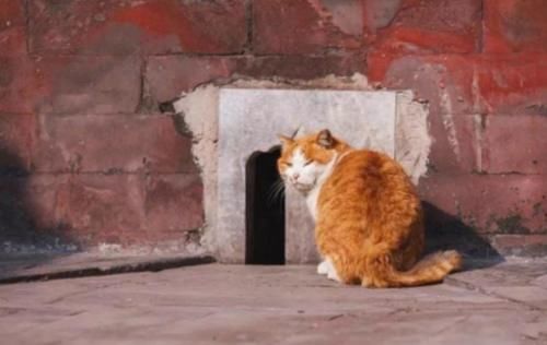 故宫中有上百只猫，个个都有工作，而且它们的待遇都很高！