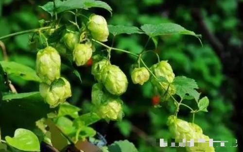  「价值」此物的花朵，当今价值极高，山坡遇见，请别摘去玩