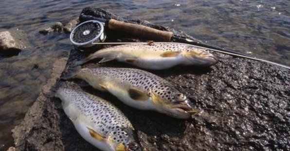  【繁殖力】繁殖力太强成祸害，农民曾用来喂鸭子，今我国市场一