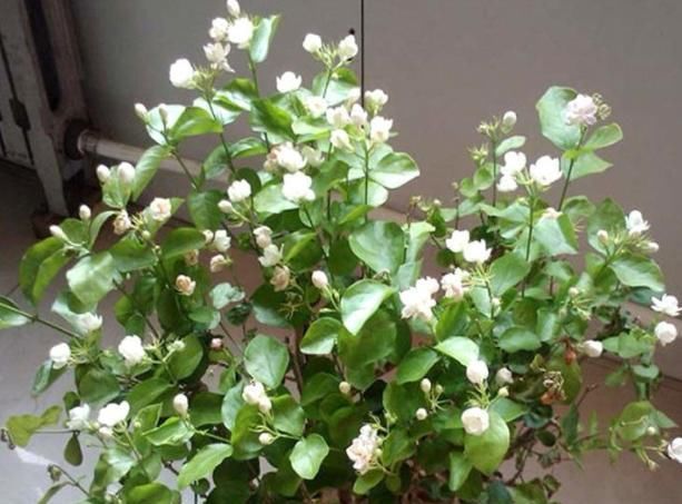  『清香木』房间有异味，那就养这4种“植物”，花香四溢，空气变更好闻！