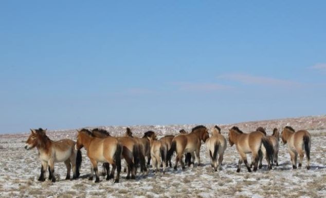  生存：野化最成功野马群连续三年添丁8匹