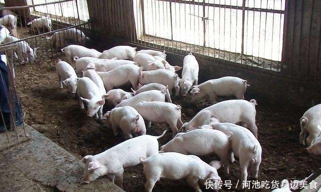  「家庭财富」农村老话：“家财万贯，带毛的不算”，为啥要这样