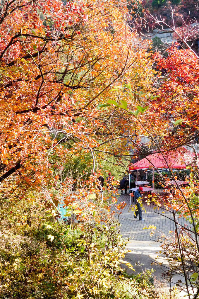 红遍万山的红叶谷【2020热门旅游景点】