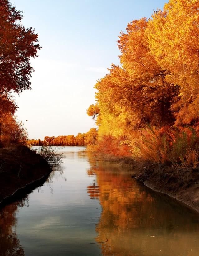 世界胡杨看中国，中国的胡杨看新疆，这里有着世界90％的胡杨林