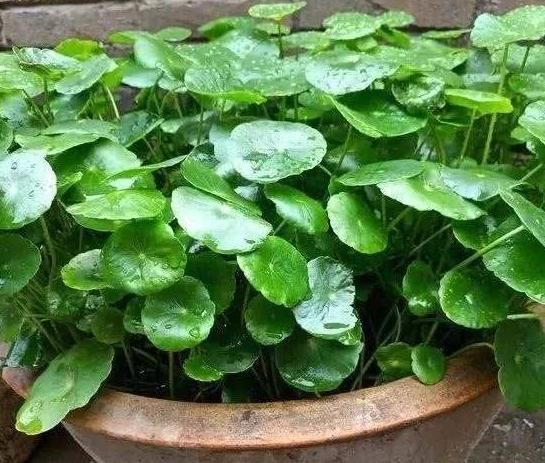  新芽■铜钱草瘦小，不长个？“猛灌”1种肥水，7天见新芽，叶子铜钱大